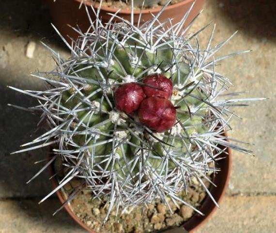 Copiapoa_alticostata